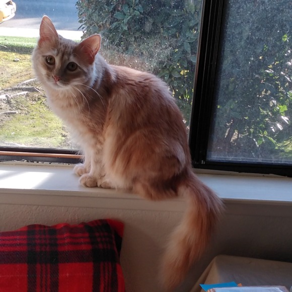 Meet your Posher, Lisa - Picture 1 of 1